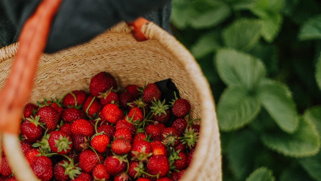 Agrofood_strawberry_Law_Firm_Portugal