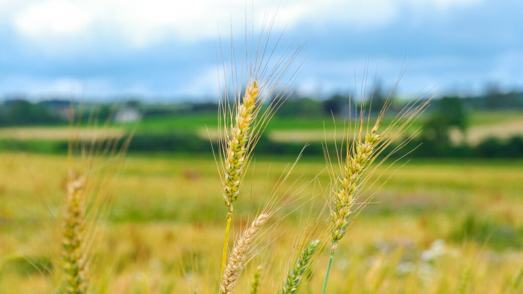 Updates | Agrofood | 01 – 15 October