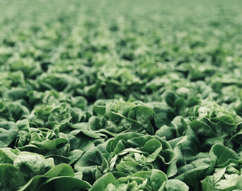 Atualizações | Agroalimentar | 16 – 31 março