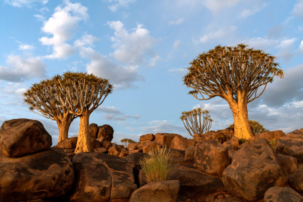 Abreu Advogados shortlisted for African Legal Awards 2024