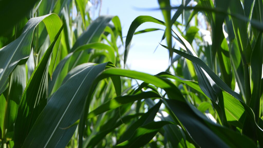 Updates | Agrofood | 15 – 30 september