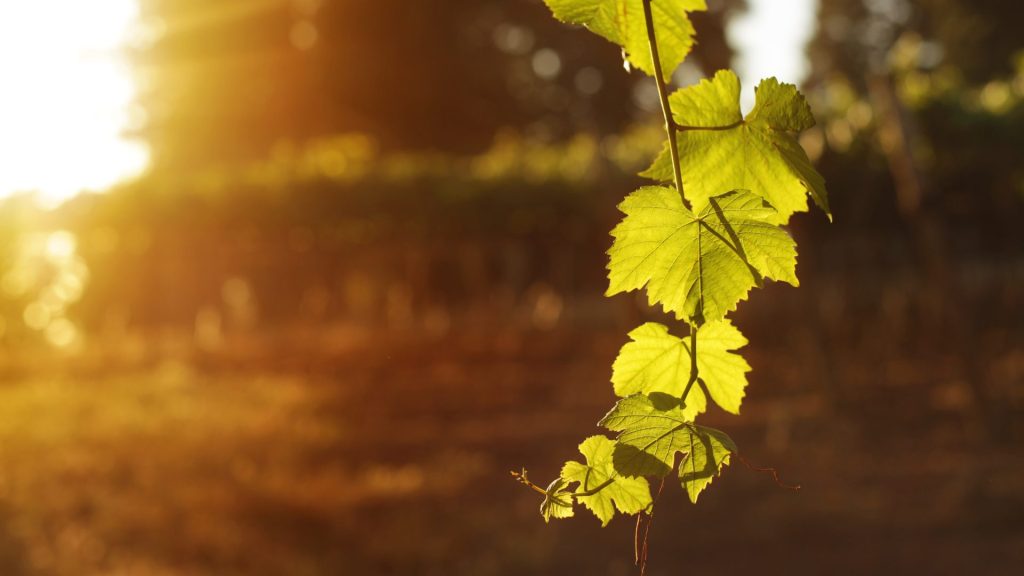 Legal Field | 15 – 31 December