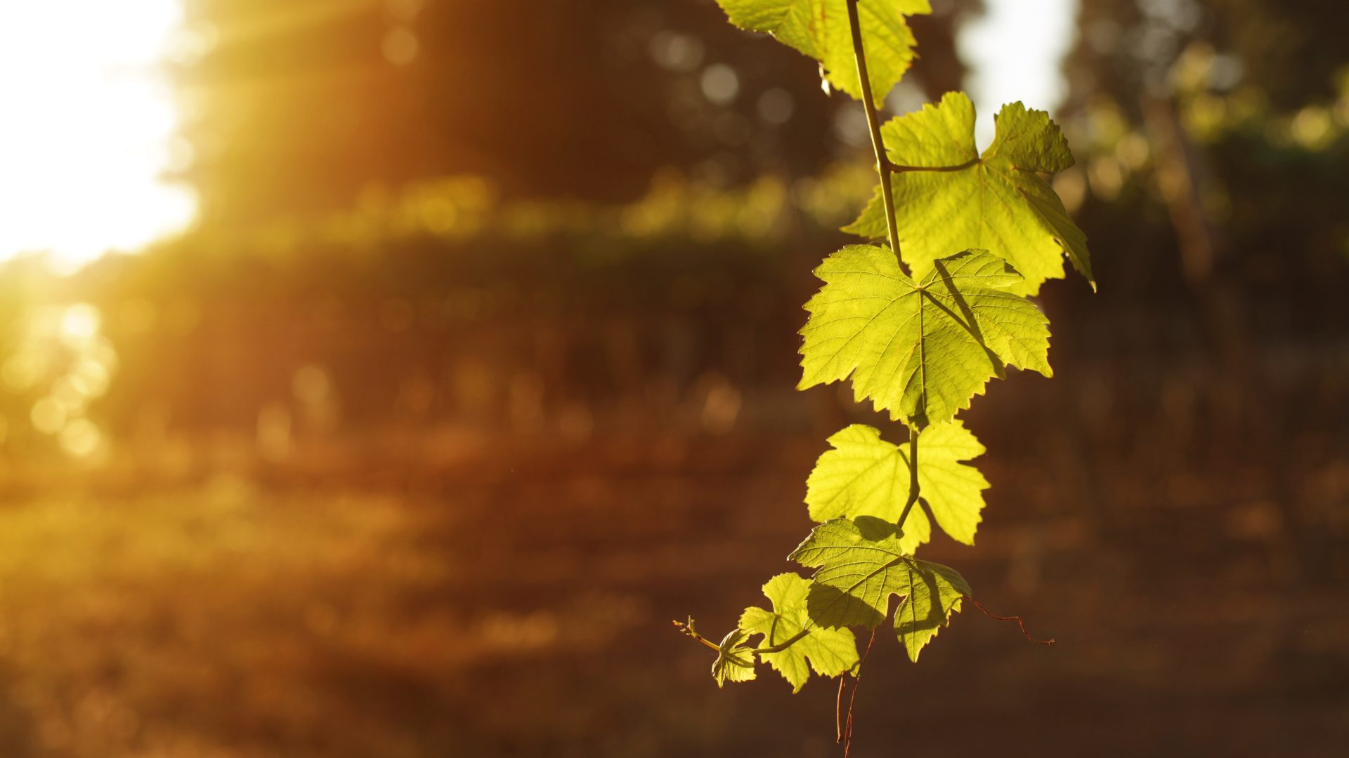 Legal Field | 15 – 31 December