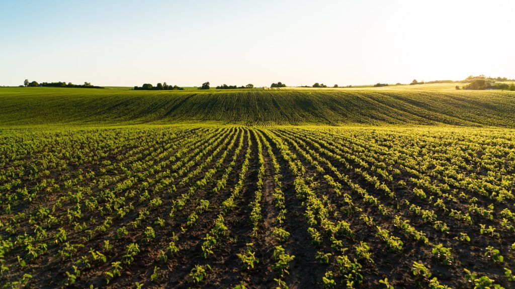 Campo Legal | 15 – 31 janeiro